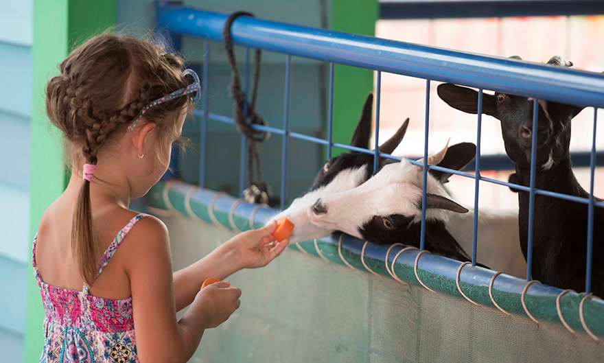 Activity Image - Dubai Safari Park Journey_65f2a94da0c86.jpg